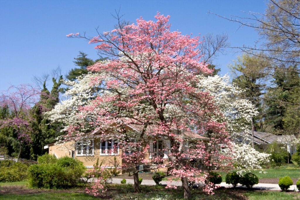 A group of native trees growing in a residential yard in Winston-Salem, North Carolina.