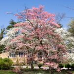 A group of native trees growing in a residential yard in Winston-Salem, North Carolina.