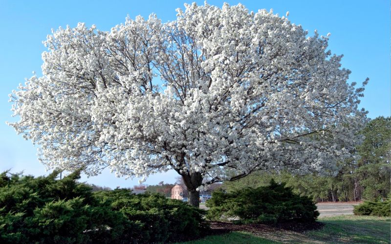 A blooming flowering dogwood tree growing in a Winston-Salem yard.