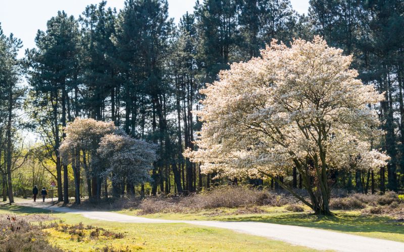 A variety of native tree species planted in front of a home near Winston-Salem, NC.