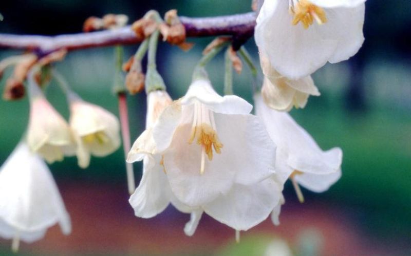 The flowers of a Carolina silverbell tree in the spring, near Winston-Salem, NC.