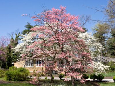 A group of native trees growing in a residential yard in Winston-Salem, North Carolina.